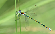 Small Spreadwing (Male, Lestes virens)